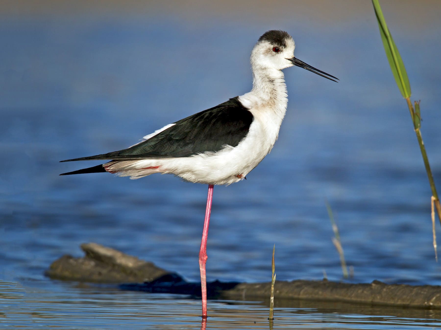 Black-winged Stilt